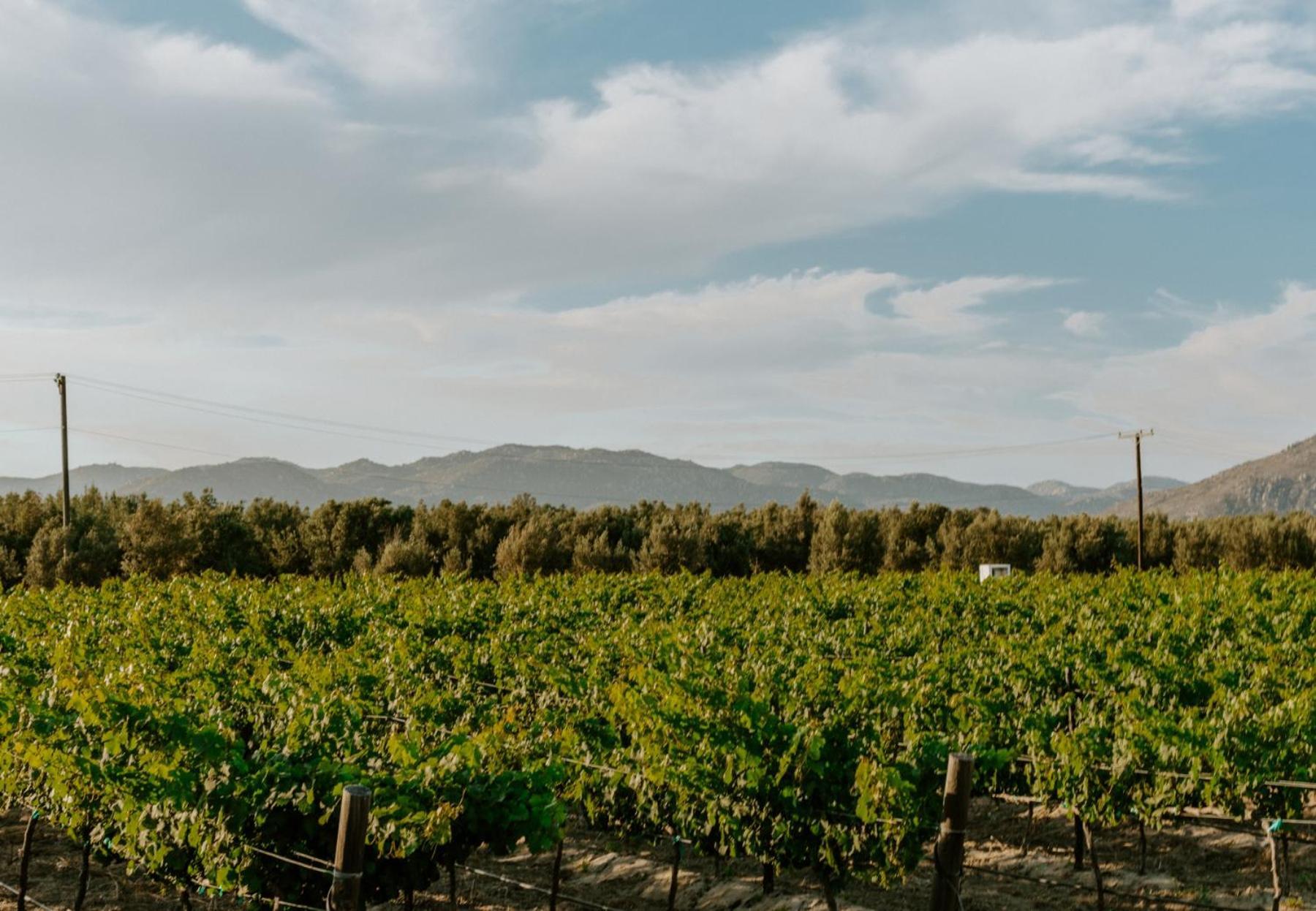 Campera Valle De Guadalupe Ensenada Exteriér fotografie